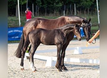 Mecklenburger Warmblut, Stute, 9 Jahre, 167 cm, Rappe