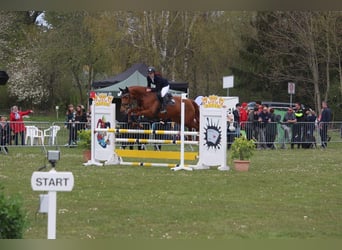 Mecklenburger Warmblut, Stute, 9 Jahre, 168 cm, Fuchs