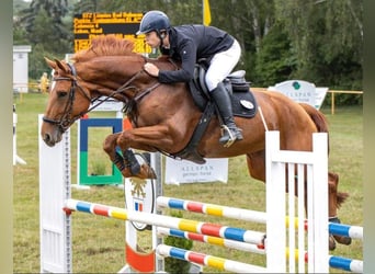 Mecklenburger Warmblut, Stute, 9 Jahre, 168 cm