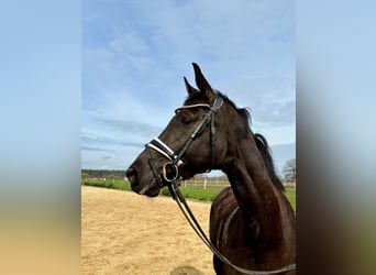 Mecklenburger Warmblut, Stute, 9 Jahre, 169 cm, Rappe