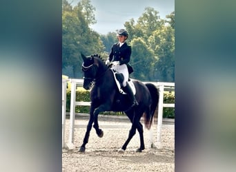 Mecklenburger Warmblut, Stute, 9 Jahre, 171 cm, Rappe