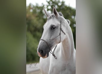 Mecklenburger Warmblut, Stute, 9 Jahre, 172 cm, Apfelschimmel