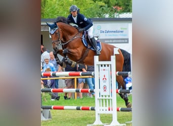 Mecklenburger Warmblut, Stute, 9 Jahre, 172 cm, Brauner