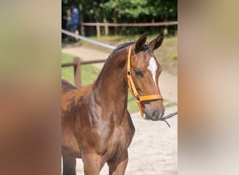 Mecklenburger Warmblut, Stute, Fohlen (03/2024), 165 cm, Brauner