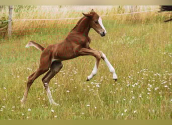 Mecklenburger Warmblut, Stute, Fohlen (03/2025), 170 cm, Dunkelfuchs