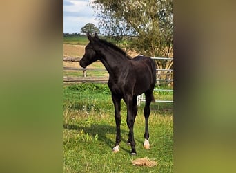 Mecklenburger Warmblut, Stute, Fohlen (05/2025), 170 cm, Rappe