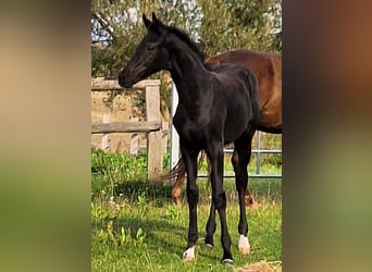 Mecklenburger Warmblut, Stute, Fohlen (05/2025), 170 cm, Rappe