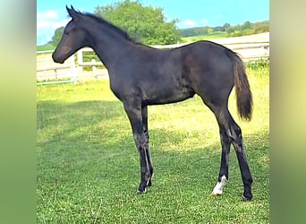 Mecklenburger Warmblut, Stute, Fohlen (05/2025), 170 cm, Rappe