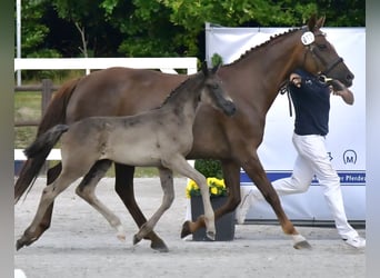 Mecklenburger Warmblut, Stute, Fohlen (05/2025), 170 cm, Rappe