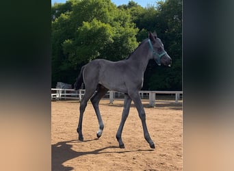 Mecklenburger Warmblut, Stute, , 170 cm, Rappe