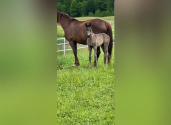 Mecklenburger Warmblut, Stute, , 170 cm, Rappe