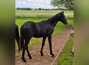 Mecklenburger Warmblut, Stute, , 170 cm, Rappe