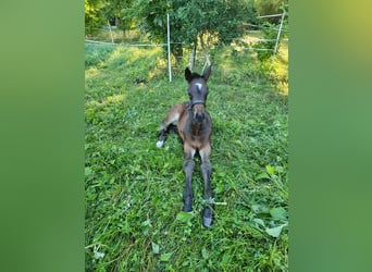 Mecklenburger Warmblut, Stute, Fohlen (07/2026), Brauner