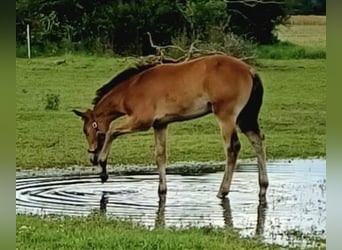 Mecklenburger Warmblut, Stute, Fohlen (04/2024), Brauner