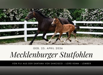 Mecklenburger Warmblut, Stute, Fohlen (04/2026), Dunkelbrauner