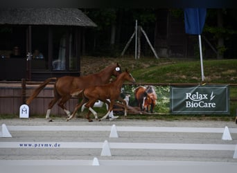 Mecklenburger Warmblut, Stute, Fohlen (04/2025), Fuchs