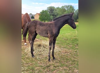 Mecklenburger Warmblut, Stute, Fohlen (05/2025), Rappe
