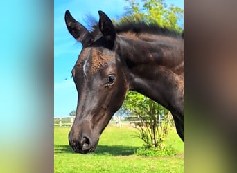 Mecklenburger Warmblut, Stute, Fohlen (05/2025), Rappe