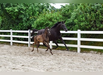 Mecklenburger Warmblut, Stute, Fohlen (04/2026), Rappe