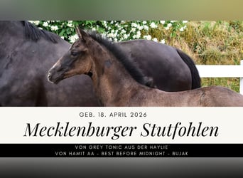 Mecklenburger Warmblut, Stute, Fohlen (04/2026), Rappe