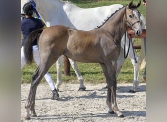 Mecklenburger Warmblut, Stute, Fohlen (04/2024), Schimmel