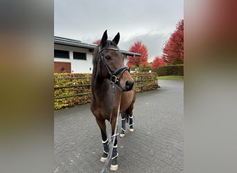 Mecklenburger Warmblut, Wallach, 10 Jahre, 160 cm, Dunkelbrauner