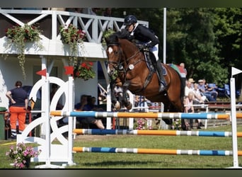 Mecklenburger Warmblut, Wallach, 10 Jahre, 167 cm, Hellbrauner