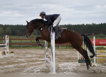 Mecklenburger Warmblut, Wallach, 10 Jahre, 167 cm, Hellbrauner