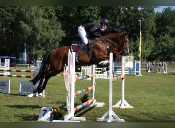 Mecklenburger Warmblut, Wallach, 10 Jahre, 167 cm, Hellbrauner