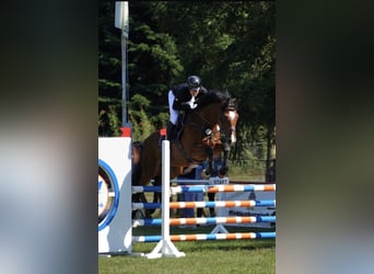 Mecklenburger Warmblut, Wallach, 10 Jahre, 167 cm, Hellbrauner