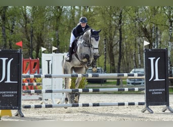 Mecklenburger Warmblut, Wallach, 10 Jahre, 168 cm, Schimmel
