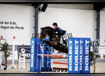 Mecklenburger Warmblut, Wallach, 10 Jahre, 170 cm, Dunkelbrauner