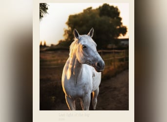 Mecklenburger Warmblut, Wallach, 10 Jahre, 170 cm, Schimmel