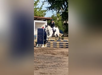 Mecklenburger Warmblut, Wallach, 10 Jahre, 170 cm, Schimmel