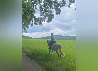 Mecklenburger Warmblut, Wallach, 10 Jahre, 170 cm, Schimmel