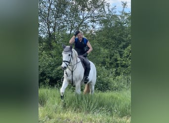 Mecklenburger Warmblut, Wallach, 10 Jahre, 170 cm, Schimmel