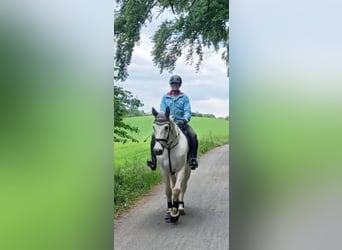Mecklenburger Warmblut, Wallach, 10 Jahre, 170 cm, Schimmel