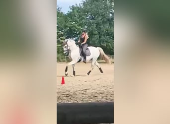 Mecklenburger Warmblut, Wallach, 10 Jahre, 170 cm, Schimmel