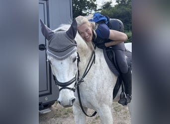 Mecklenburger Warmblut, Wallach, 10 Jahre, 170 cm, Schimmel