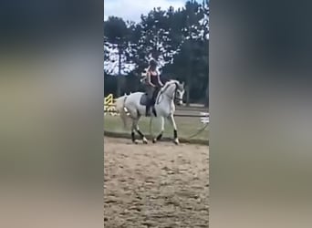 Mecklenburger Warmblut, Wallach, 10 Jahre, 170 cm, Schimmel