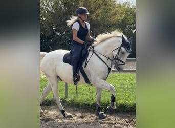 Mecklenburger Warmblut, Wallach, 10 Jahre, 170 cm, Schimmel