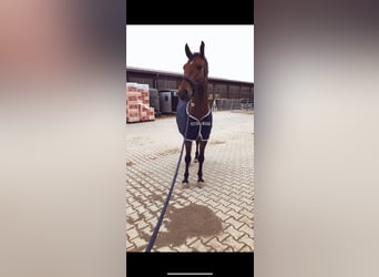 Mecklenburger Warmblut, Wallach, 10 Jahre, 172 cm, Brauner