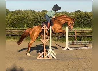 Mecklenburger Warmblut, Wallach, 10 Jahre, 172 cm, Fuchs