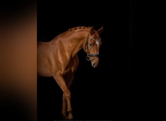 Mecklenburger Warmblut, Wallach, 10 Jahre, 172 cm, Fuchs