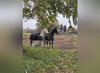 Mecklenburger Warmblut, Wallach, 10 Jahre, 176 cm, Schimmel