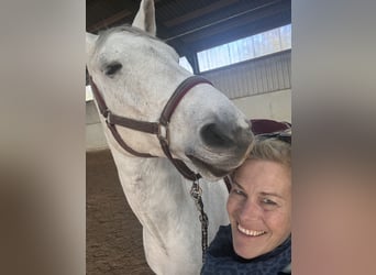 Mecklenburger Warmblut, Wallach, 10 Jahre, 176 cm, Schimmel