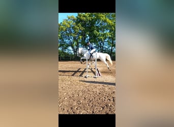 Mecklenburger Warmblut, Wallach, 10 Jahre, 176 cm, Schimmel