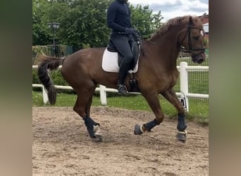 Mecklenburger Warmblut, Wallach, 10 Jahre, 178 cm, Dunkelfuchs