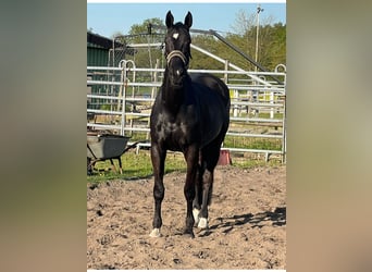 Mecklenburger Warmblut, Wallach, 10 Jahre, 178 cm, Rappe