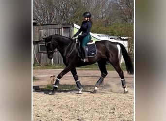 Mecklenburger Warmblut, Wallach, 10 Jahre, 178 cm, Rappe